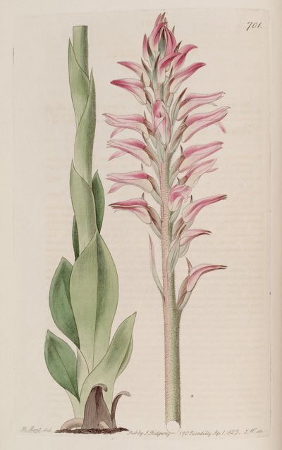 Illustration of Sacoila Lanceolata (as syn. Neottia Orchioides) by M. Hart